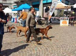 Dog Show Naga Gallarate