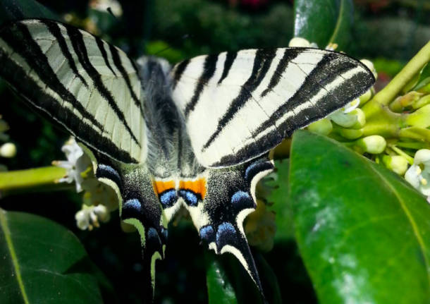Farfalla