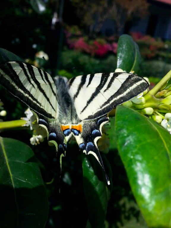 Farfalla