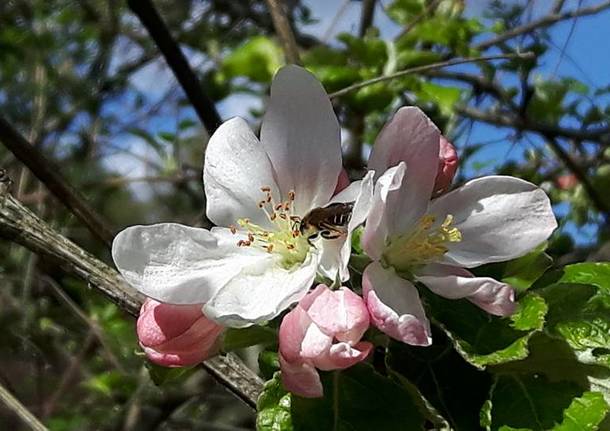 Foto del giorno del mese di Aprile 2016
