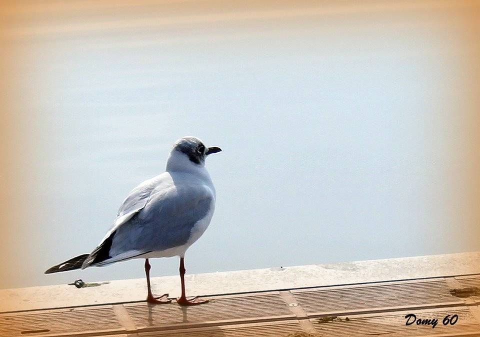 Gabbianella (O Gabbiano?)