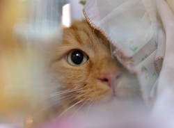 Gatti in mostra a Carnago