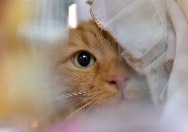 Gatti in mostra a Carnago