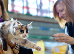 Gatti in mostra a Carnago