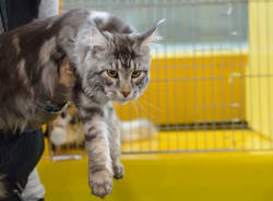 Gatti in mostra a Carnago
