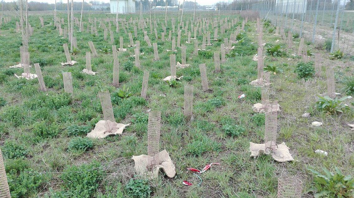 I nuovi alberi per Pedemontana