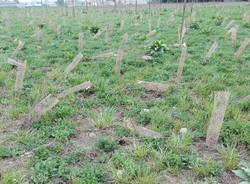 I nuovi alberi per Pedemontana