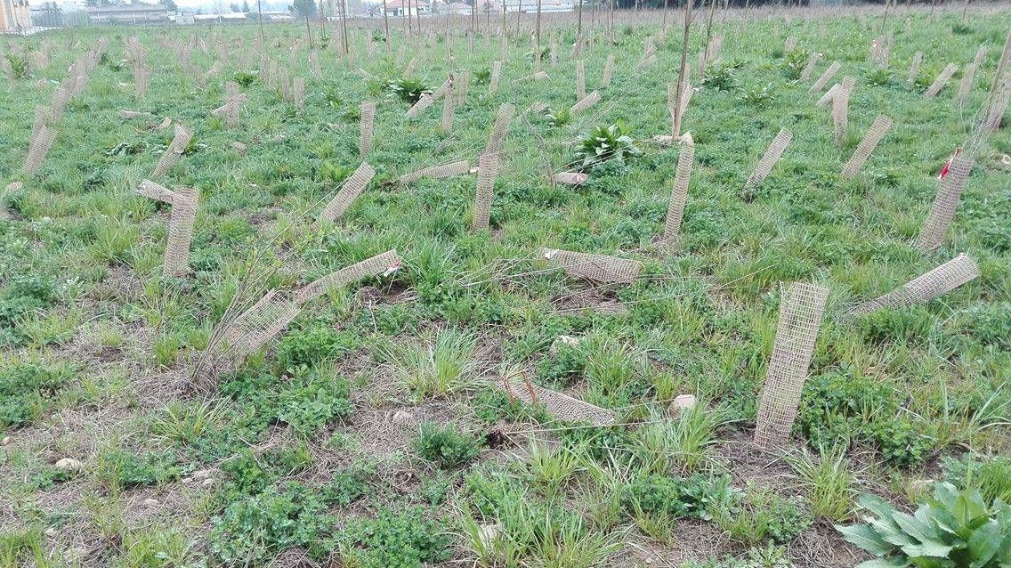 I nuovi alberi per Pedemontana