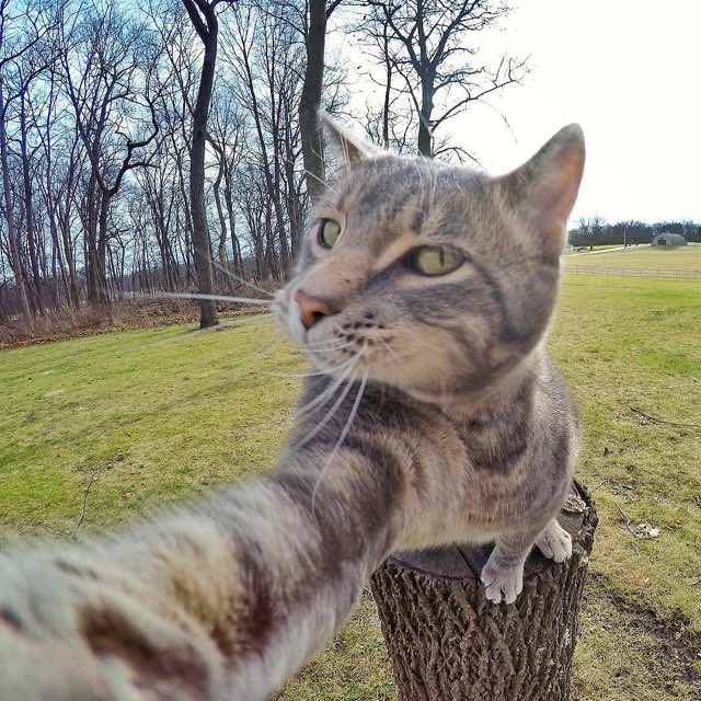 Il gatto che ha imparato a farsi i selfie