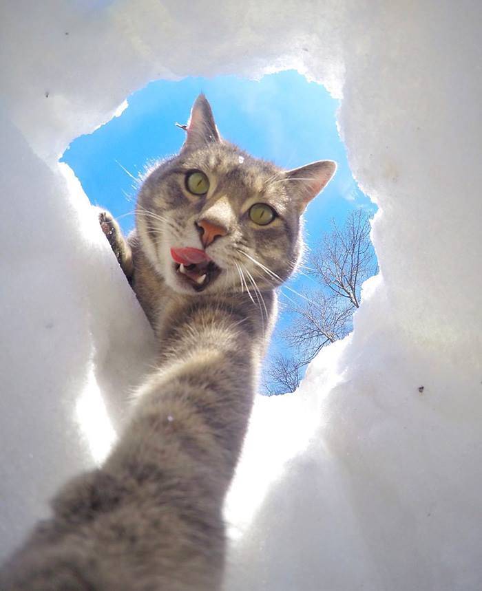 Il gatto che ha imparato a farsi i selfie