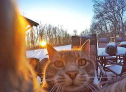 Il gatto che ha imparato a farsi i selfie