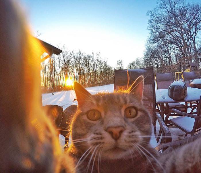 Il gatto che ha imparato a farsi i selfie