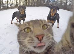 Il gatto che ha imparato a farsi i selfie