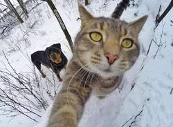 Il gatto che ha imparato a farsi i selfie