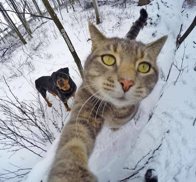 Il gatto che ha imparato a farsi i selfie