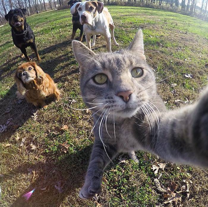 Il gatto che ha imparato a farsi i selfie