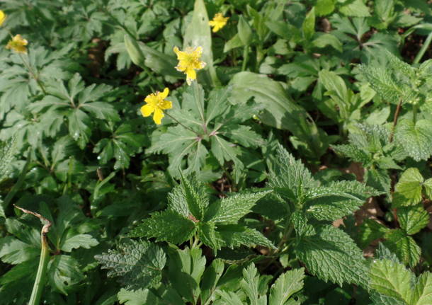 La colombina solida