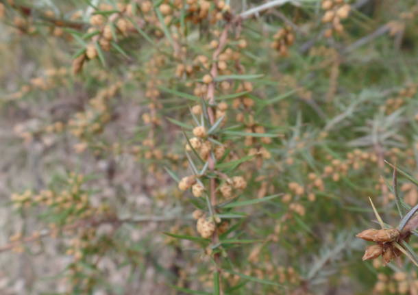 La dafne mezereo