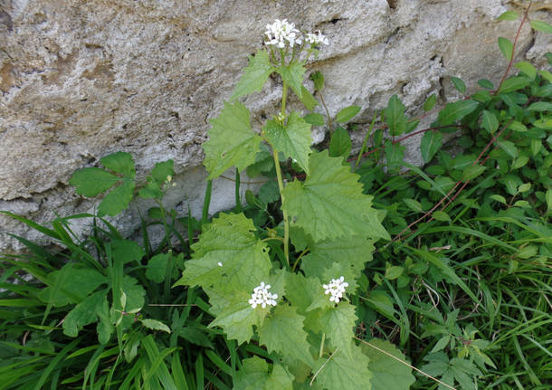 La fragola comune