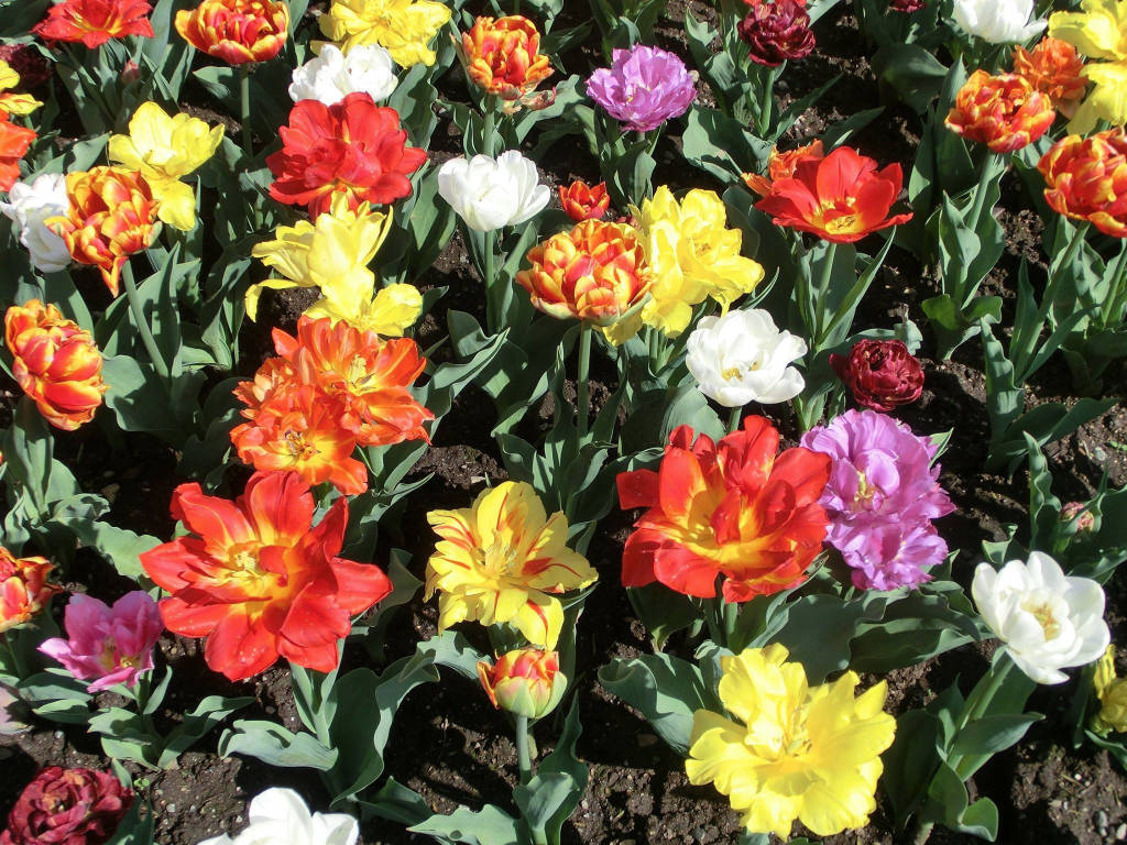 La settimana dei tulipani a Villa Taranto - Verbania 