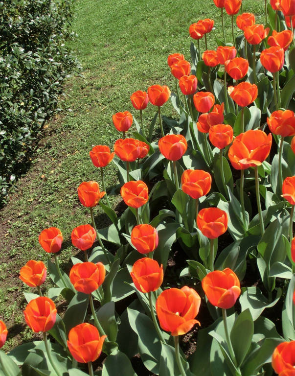 La settimana dei tulipani a Villa Taranto - Verbania 