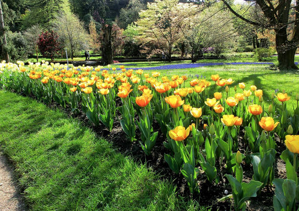 La settimana dei tulipani a Villa Taranto - Verbania 