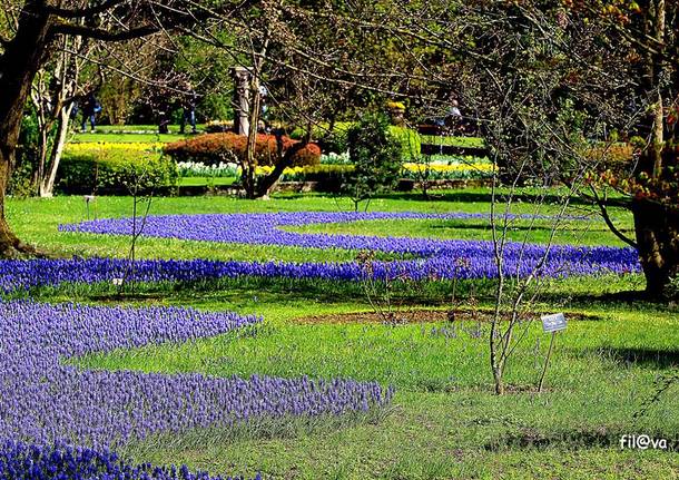 La via viola di Villa Taranto di Fil_Va