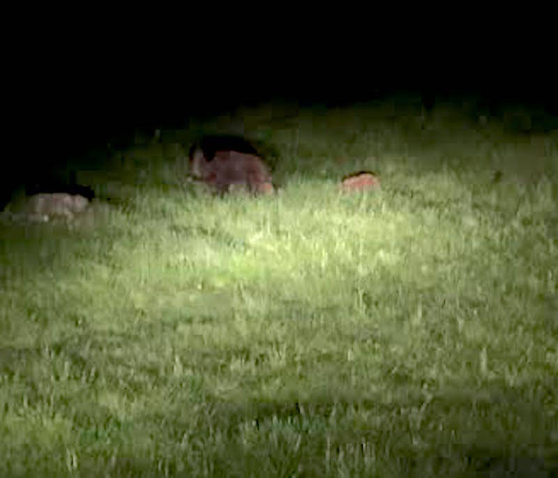 mamma cinghiale e i suoi cuccioli