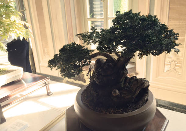 Una splendida mostra di Bonsai