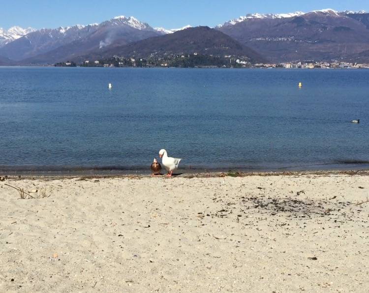 Olmo e Guendalina a Cerro di Laveno Mombello 