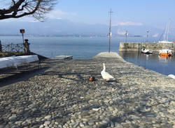 Olmo e Guendalina a Cerro di Laveno Mombello 