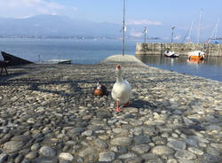 Olmo e Guendalina a Cerro di Laveno Mombello 