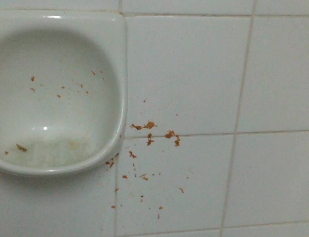 Palestra, rifiuti e sporcizia ovunque