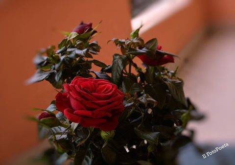 Una rosa per farla innamorare