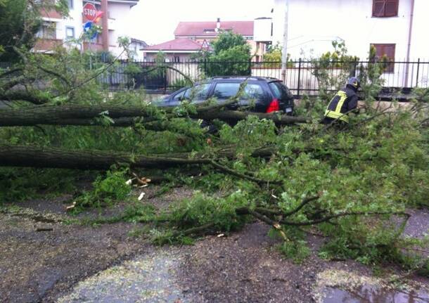 Raffiche di vento in città: albero abbattuto in via Resegone