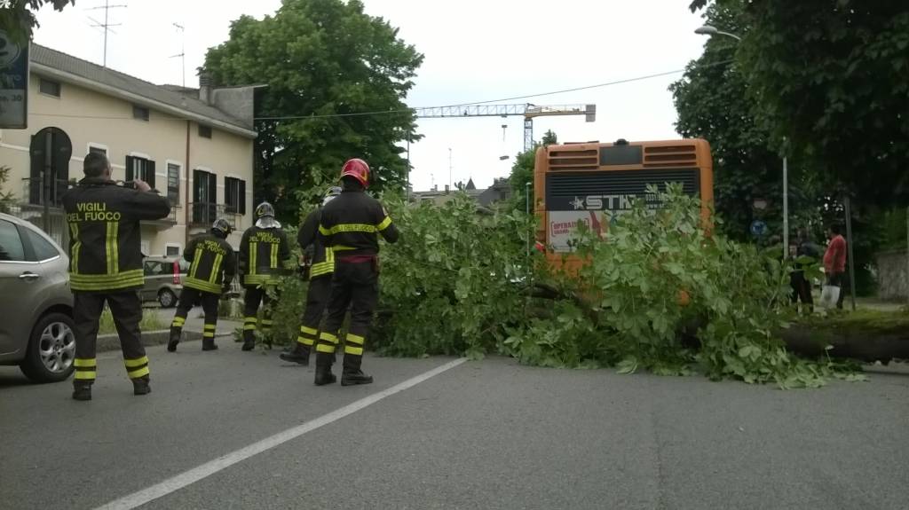 Albero cade sul bus