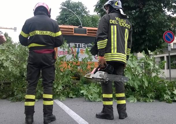 L’albero cade e colpisce il bus