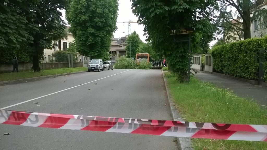 Albero cade sul bus