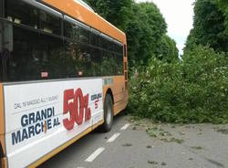 Albero cade sul bus