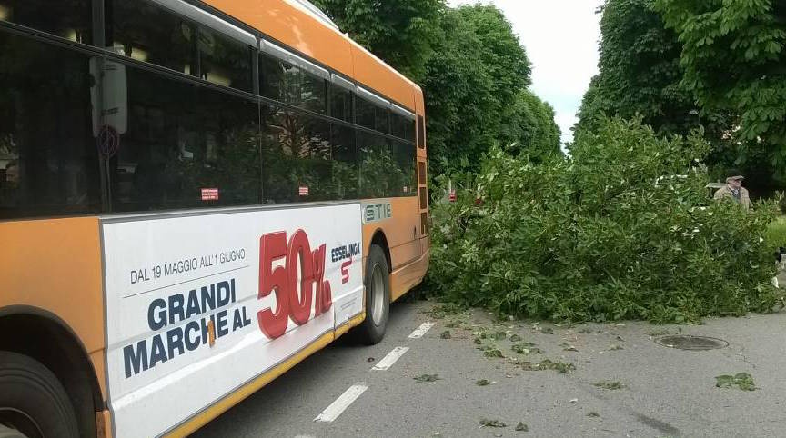 Albero cade sul bus