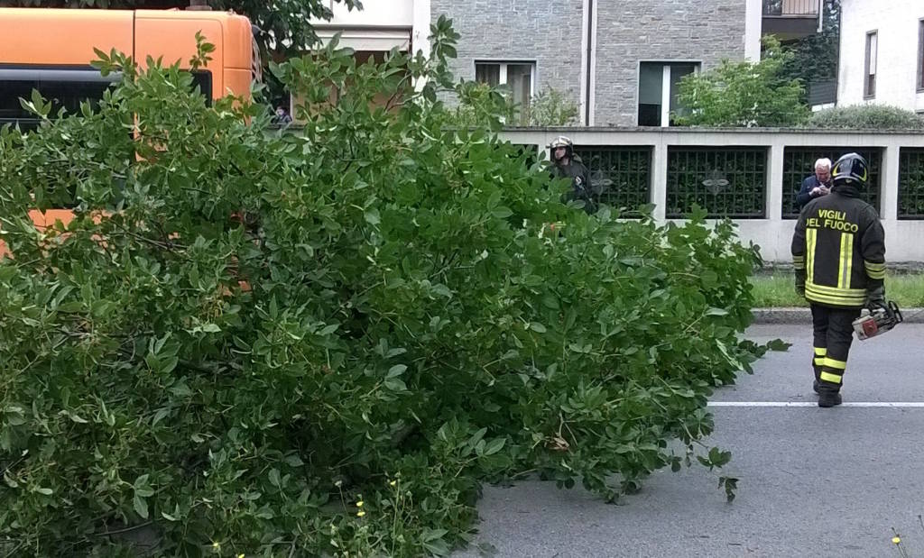 Albero cade sul bus