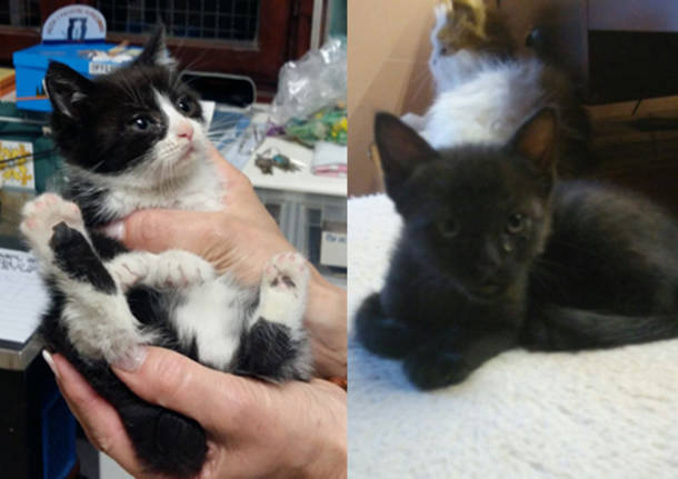 Ricky e Midnight, due mici in cerca di casa