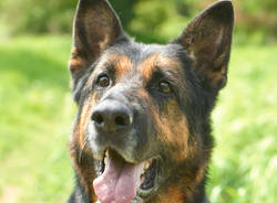 Cagnolini "a caccia" di padrone