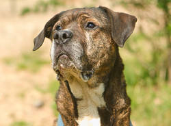 Cagnolini "a caccia" di padrone