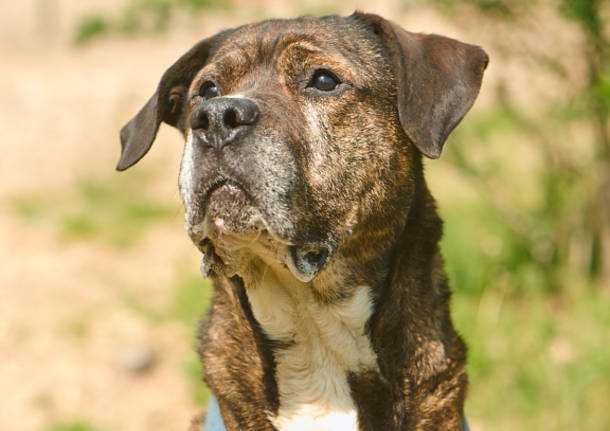 Cagnolini "a caccia" di padrone