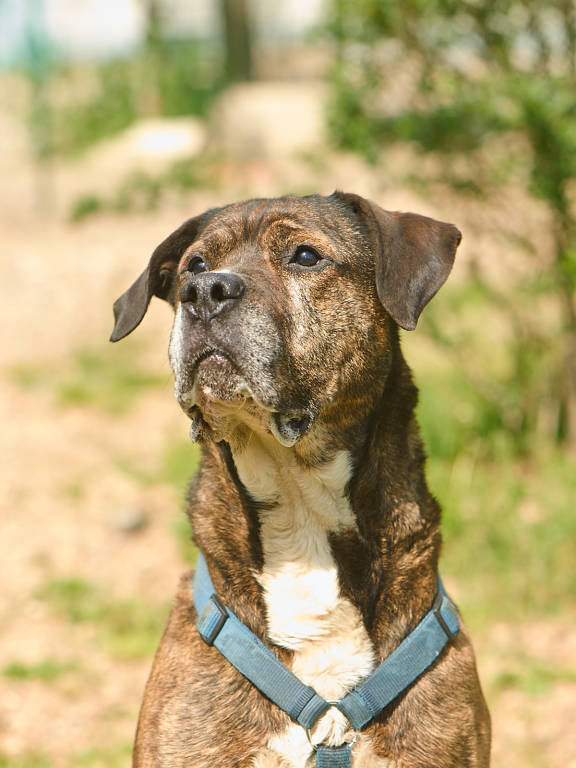 Cagnolini "a caccia" di padrone