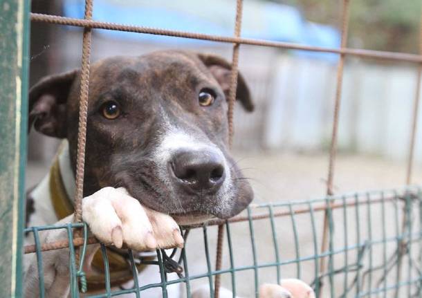 Tutti vogliono il cane abbandonato a Boffalora: "In canile non c'è solo lui"