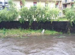 Cane bloccato in mezzo al Boesio
