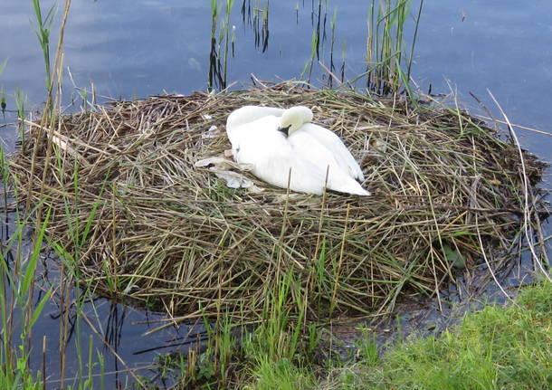 Cigno in cova con 8 uova