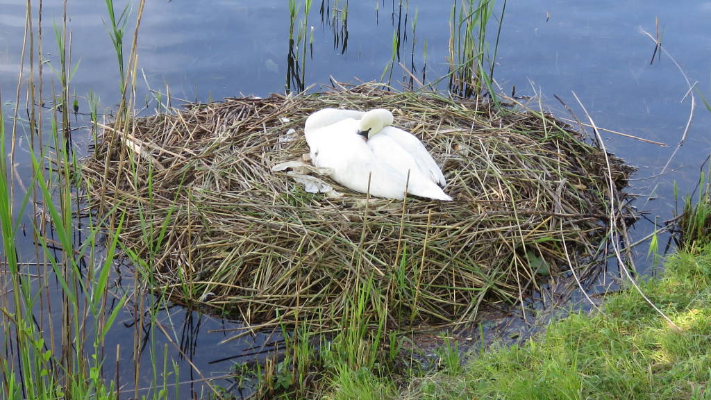 Cigno in cova con 8 uova